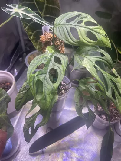 plant/Monstera Adansonii Mint-0-thumbnail