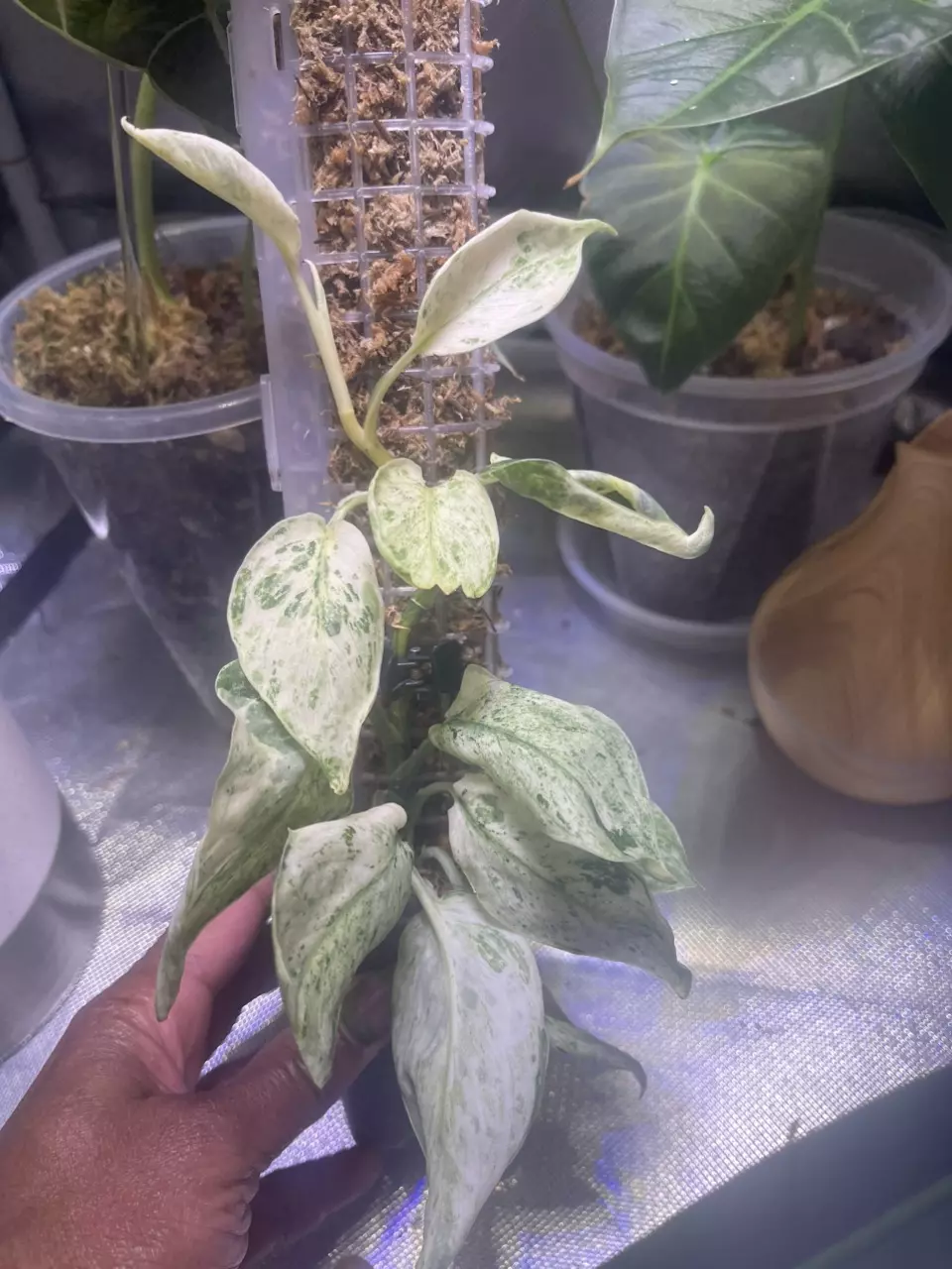 plant/Scindapsus Jade Satin Marble-0