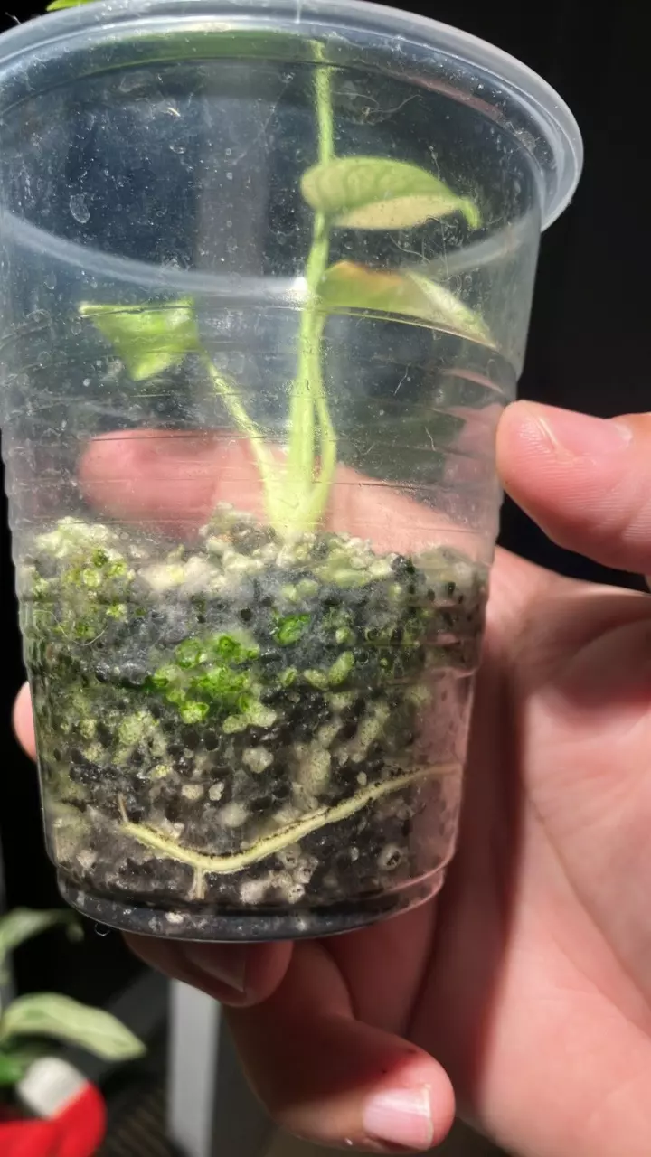 plant/Monstera Jungle mint noid-2