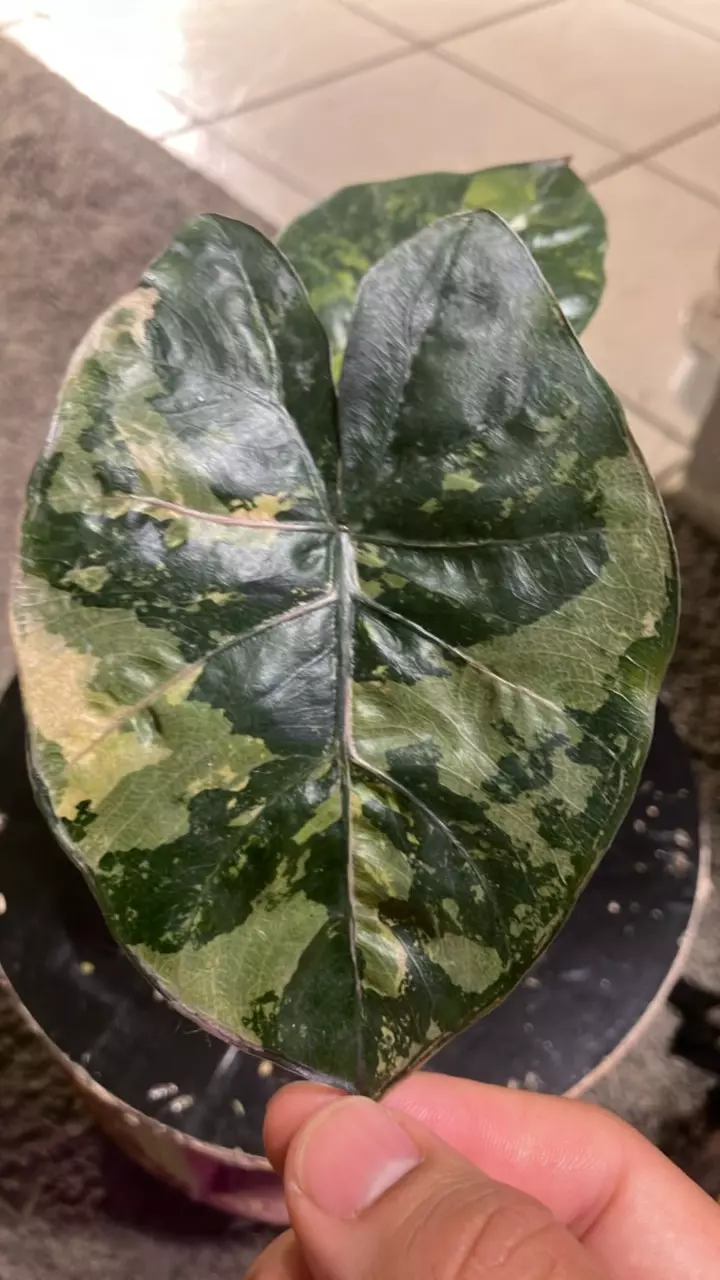 plant/Alocasia Yucatán princess variegated-1