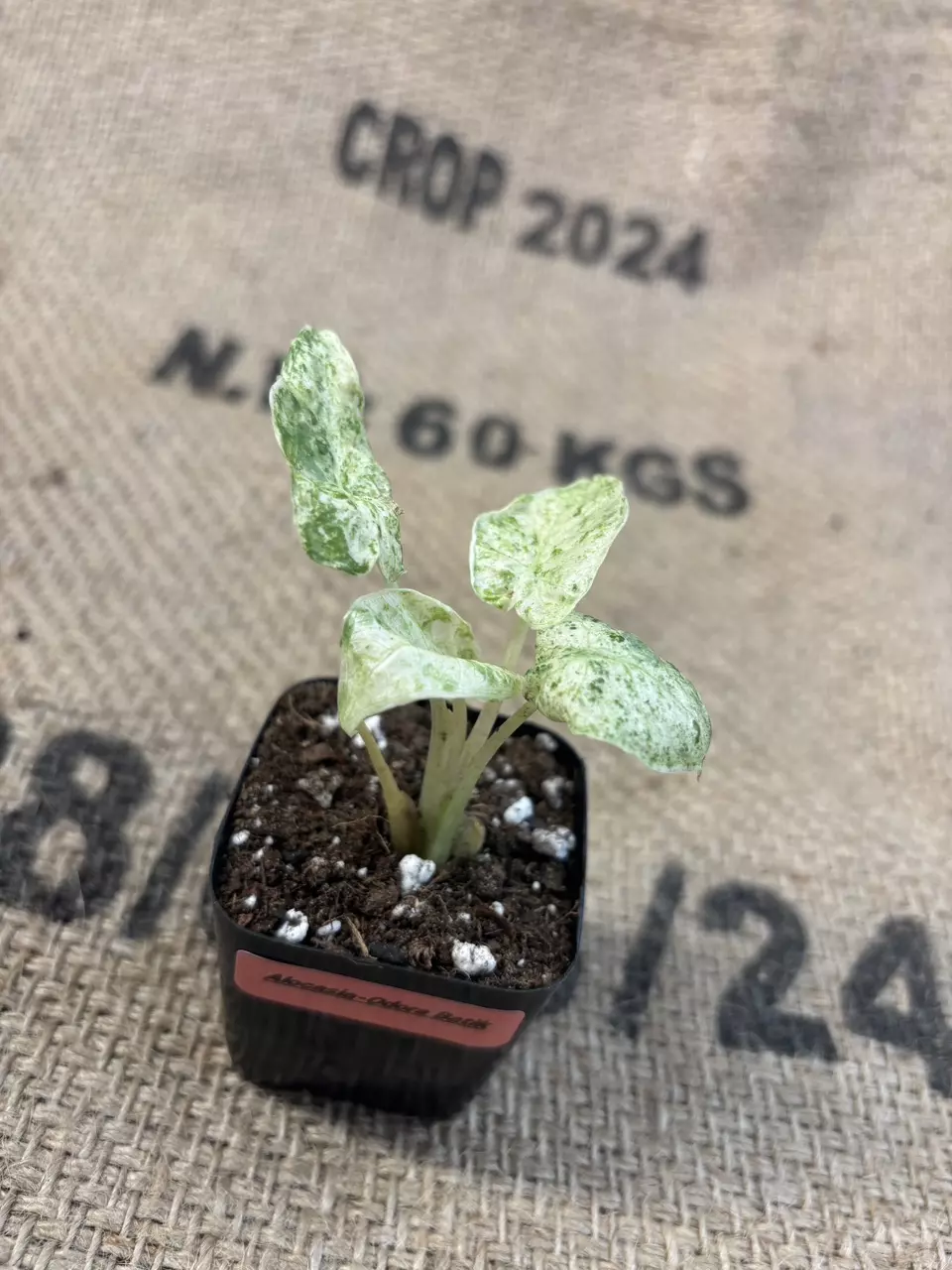 plant/Alocasia Odora Batik-3