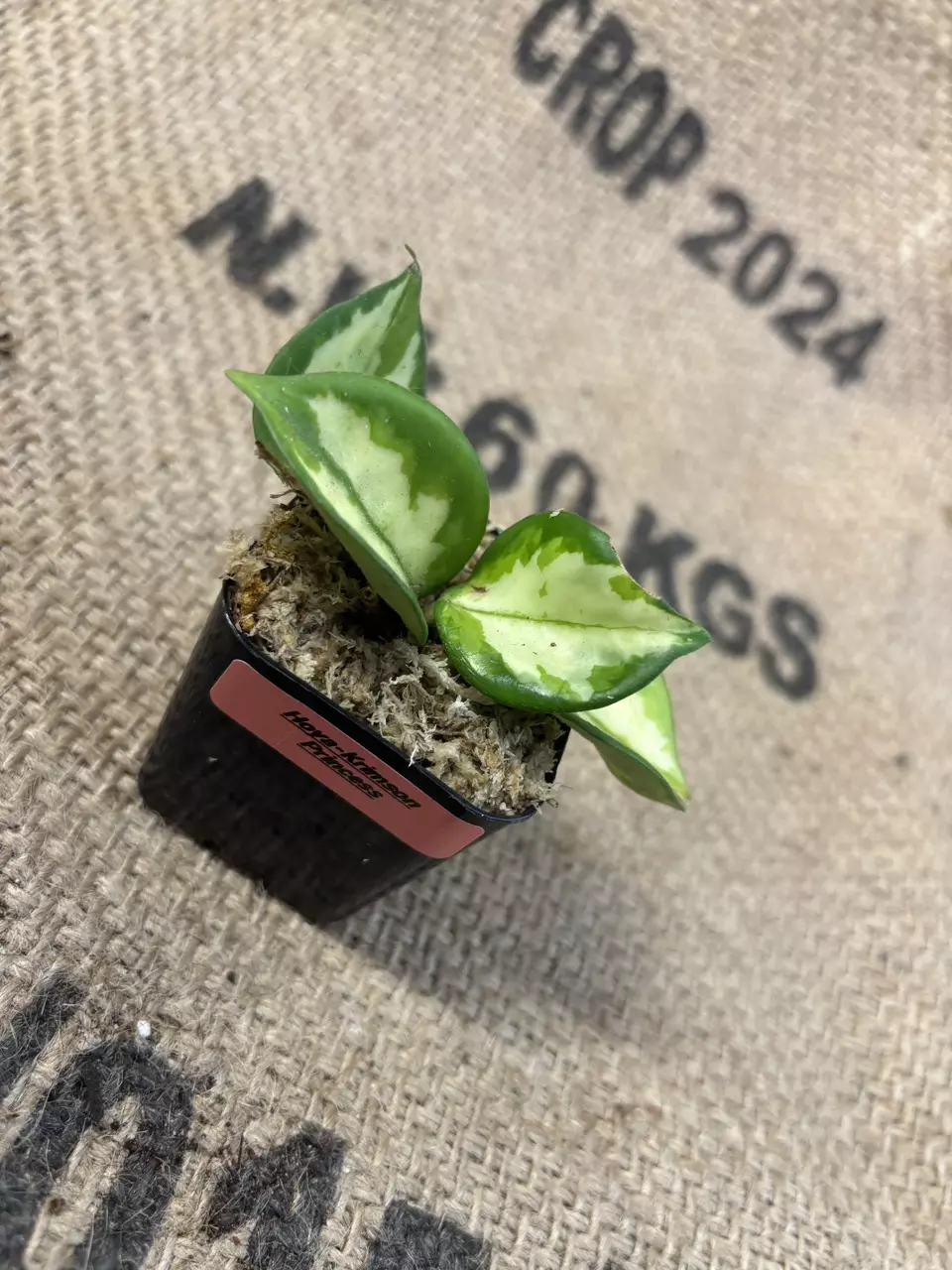 plant/Hoya Krimson Princess-0