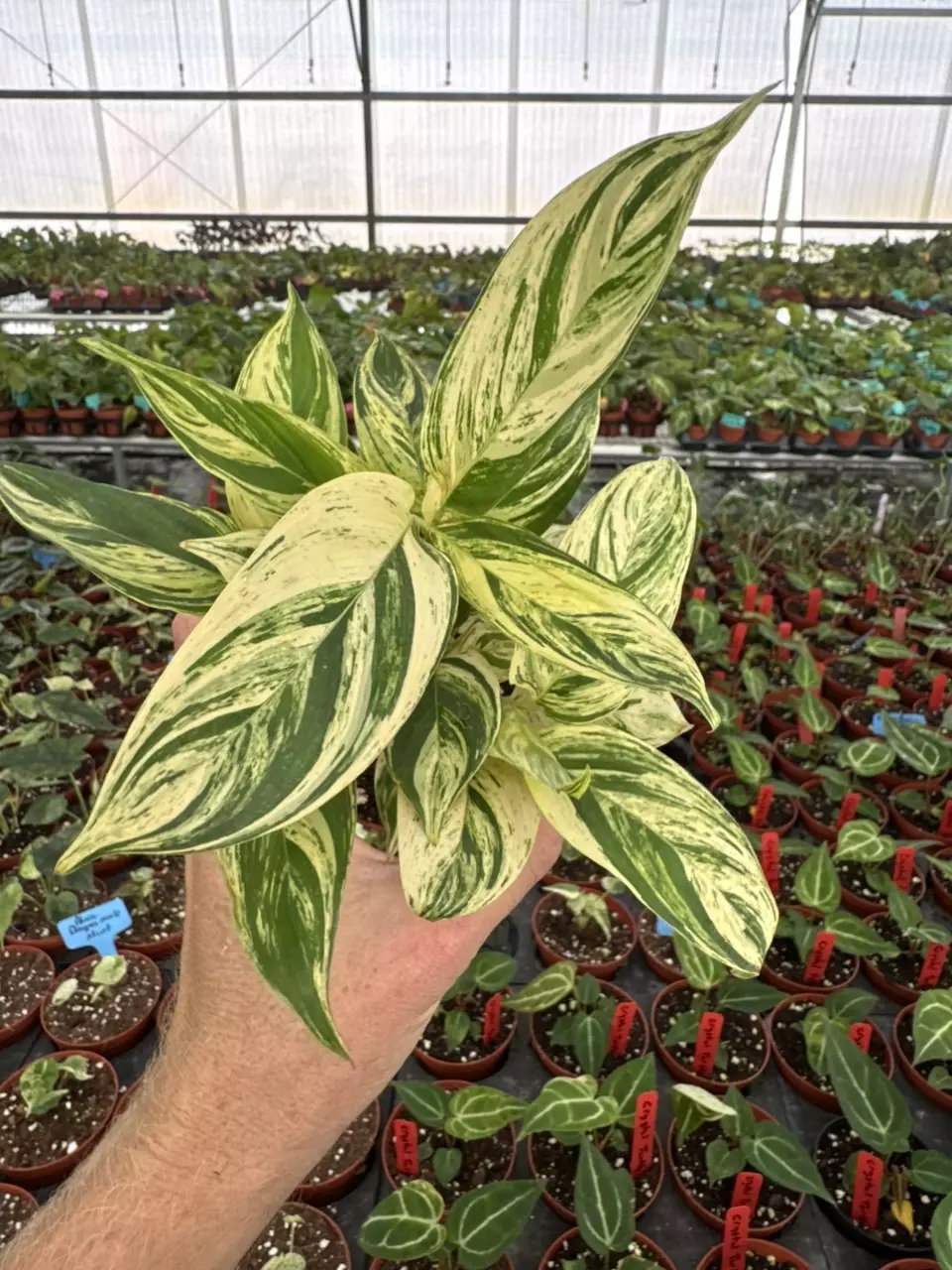 plant/Stachyphrenum repens variegated 4” pot growers choice-1