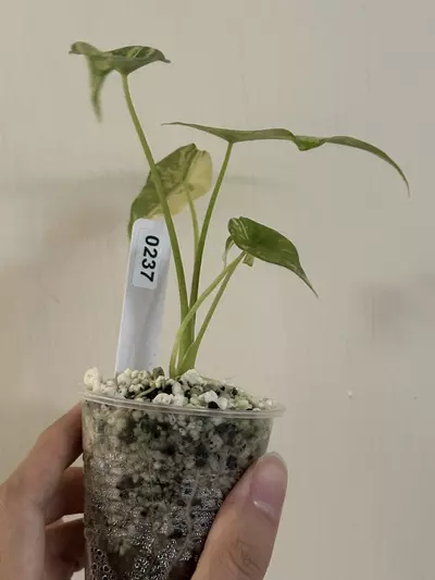 plant/Alocasia Simpo aurea var #237-2-thumbnail