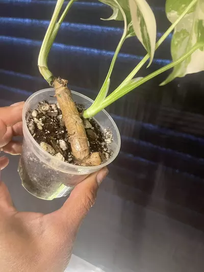 plant/Monstera Albo-2-thumbnail