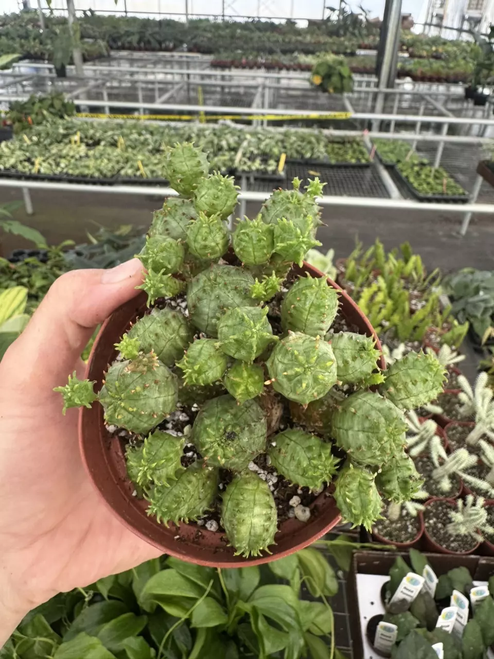 plant/Euphorbia Monstrose 4” pot growers choice-1