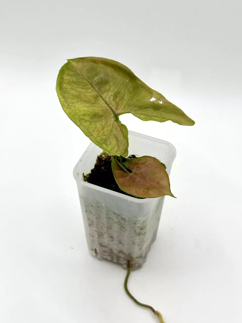 plant/Syngonium podophyllum ‘Matcha Sprinkles’-0