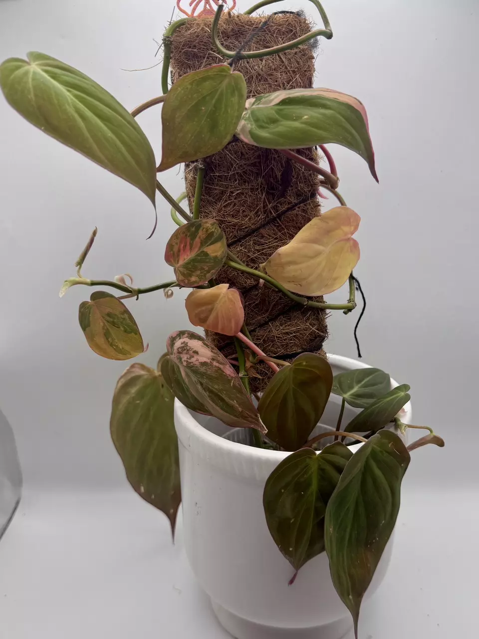 plant/Philodendron Micans Aurea Variegated Cuttings-4