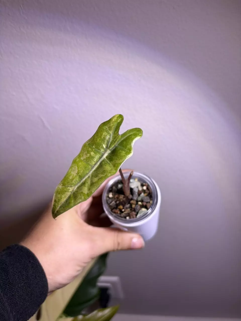 plant/✨Alocasia Sanderiana Aurea✨-0