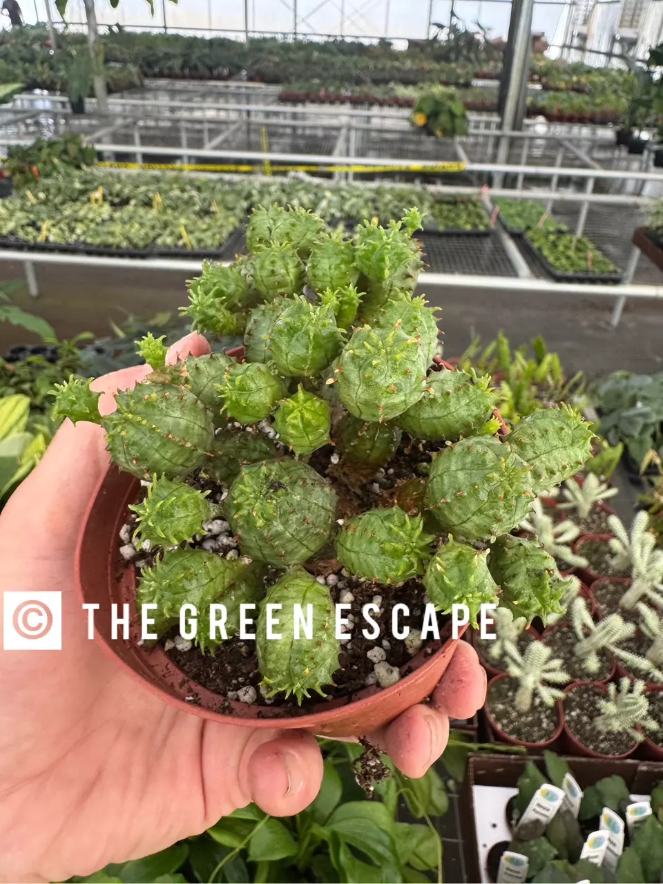 plant/Euphorbia Monstrose 4” pot growers choice-0