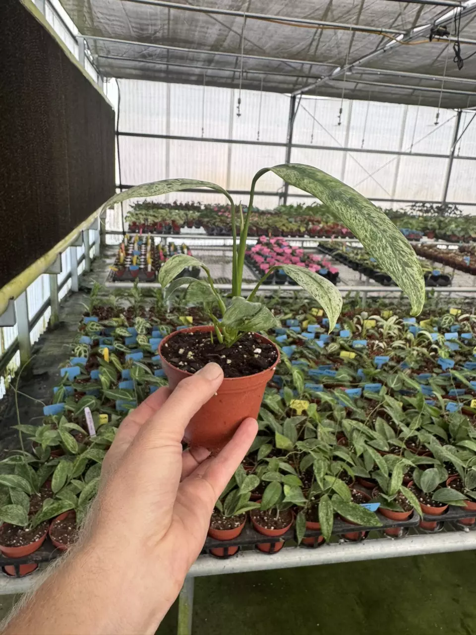 plant/Epipremnum Giganteum tricolor 4” pot growers choice-6