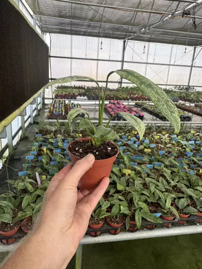 plant/Epipremnum Giganteum tricolor 4” pot growers choice-6-thumbnail