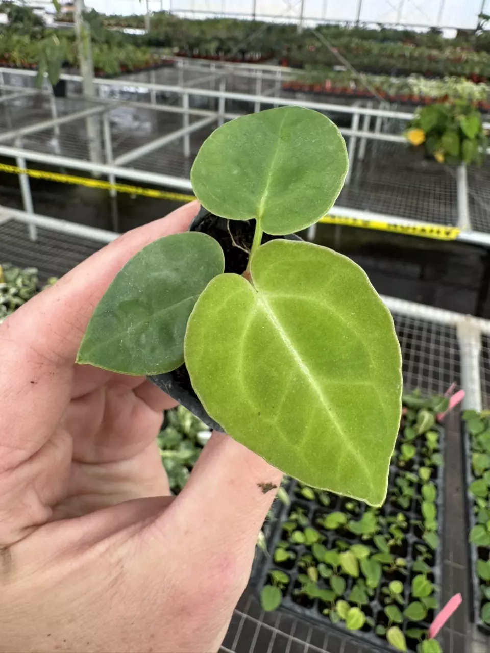 plant/Anthurium king of spades starter plant growers choice-1