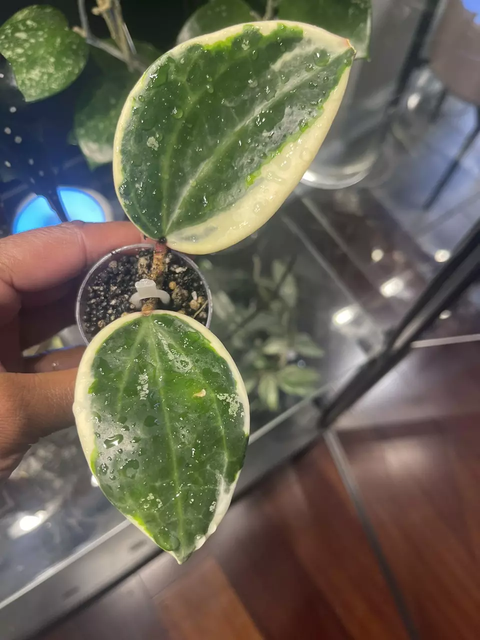 plant/Hoya Latifolia Albo Round Leaf-0