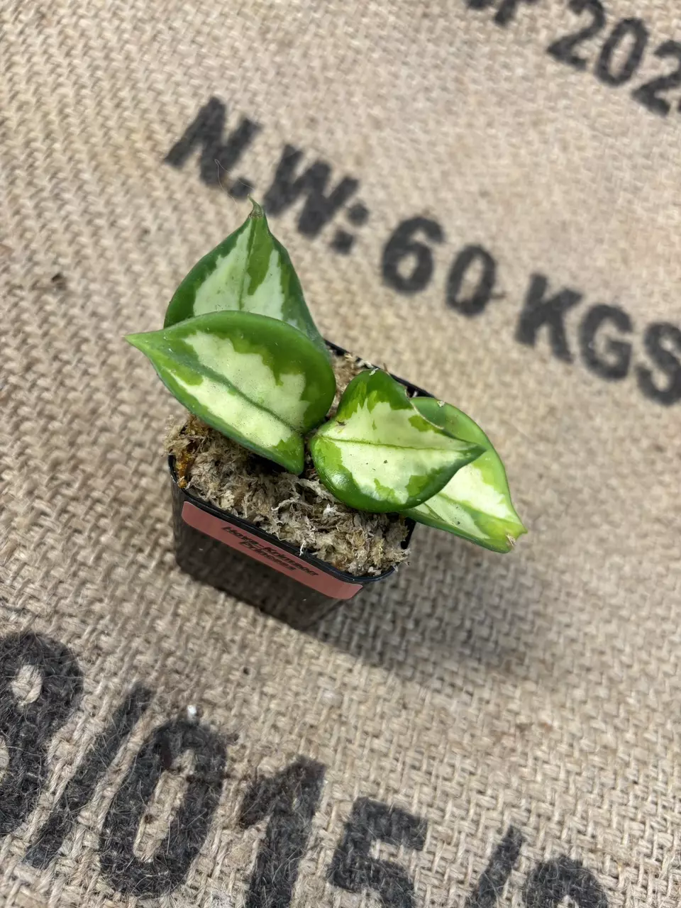 plant/Hoya Krimson Princess-1