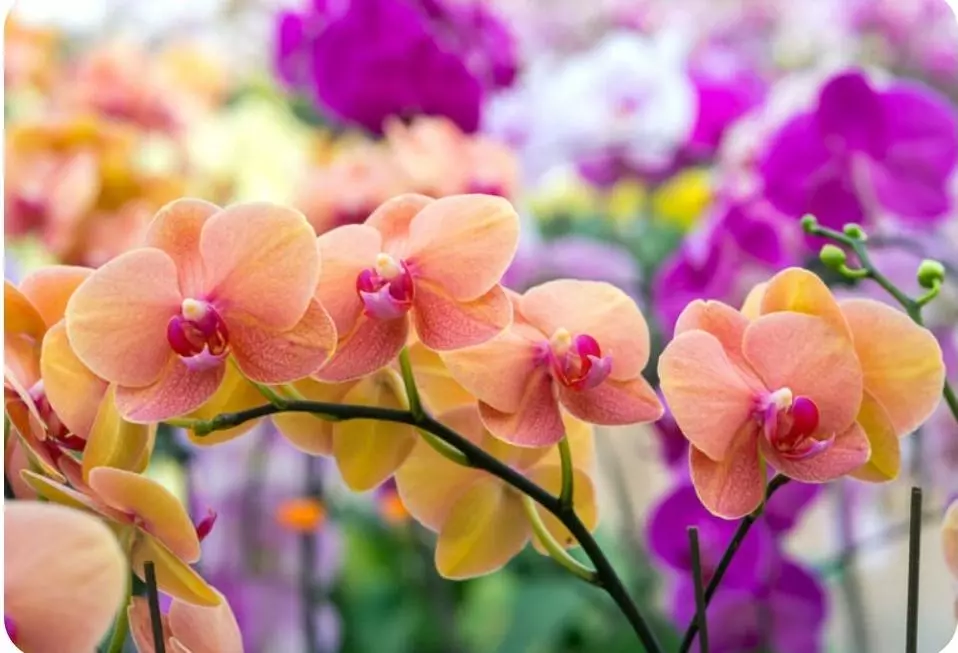 plant/Mystery Monthly Orchid Subscription Box 1-12 Months - No reoccurring payment-0