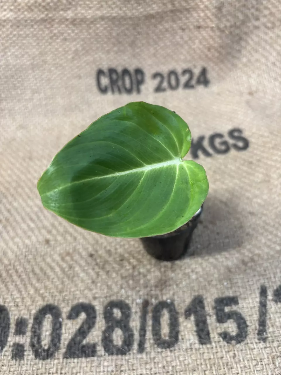 plant/Philodendron Gloriosum-0