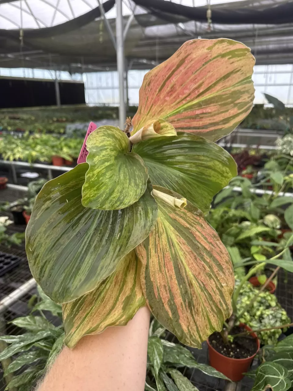 plant/Kaempferia jungle rose 4” pot growers choice-1