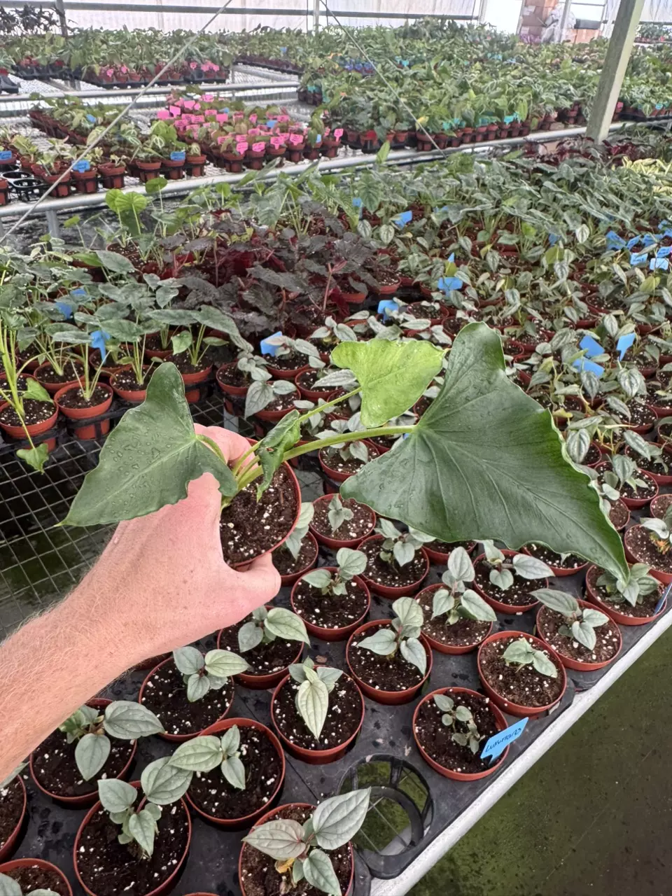 plant/Alocasia shock treatment 4” pot growers choice-1