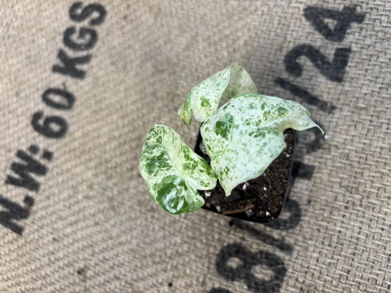 plant/Alocasia Odora Batik-2