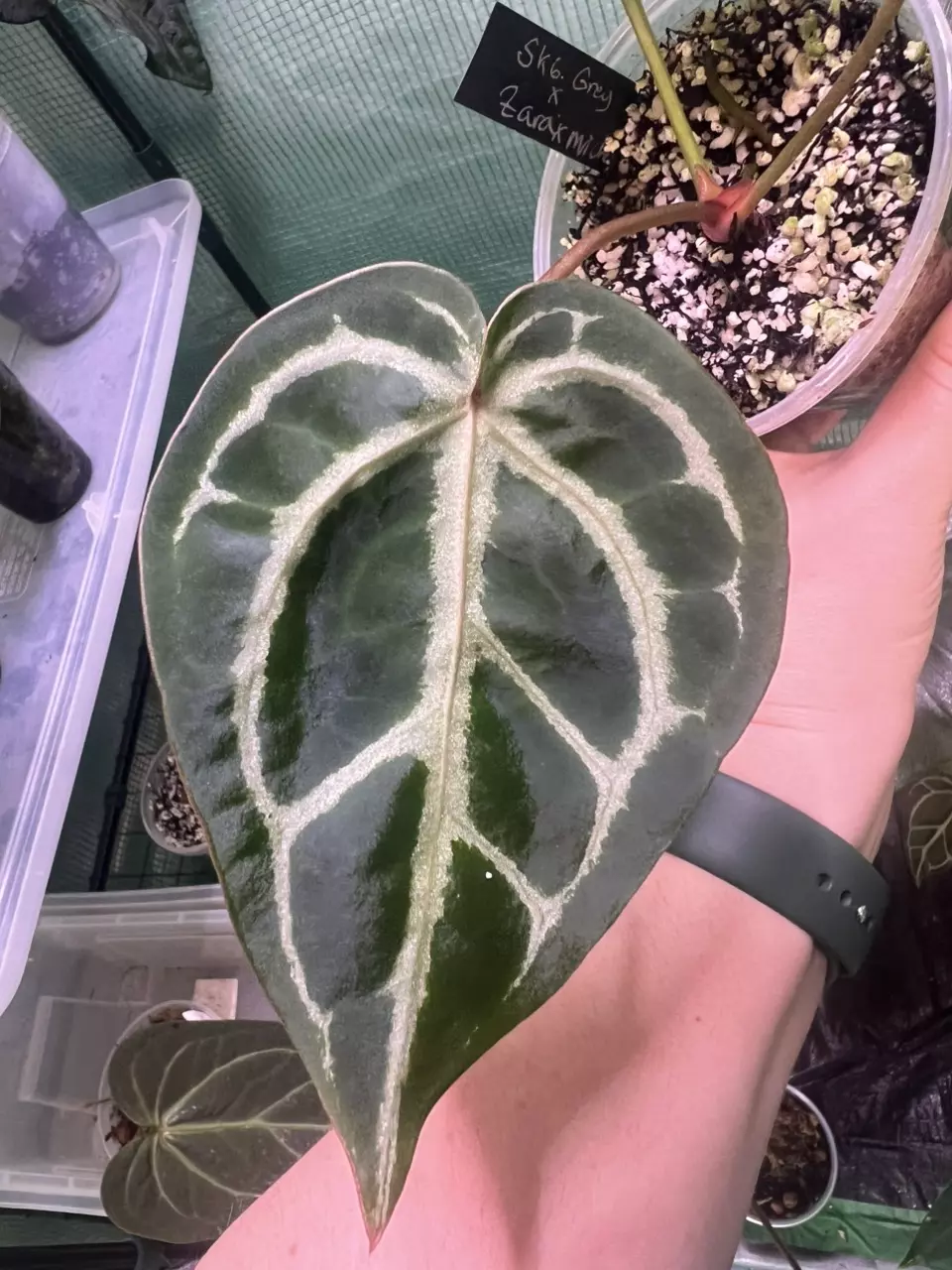 plant/Hold for Kaitlyn-2