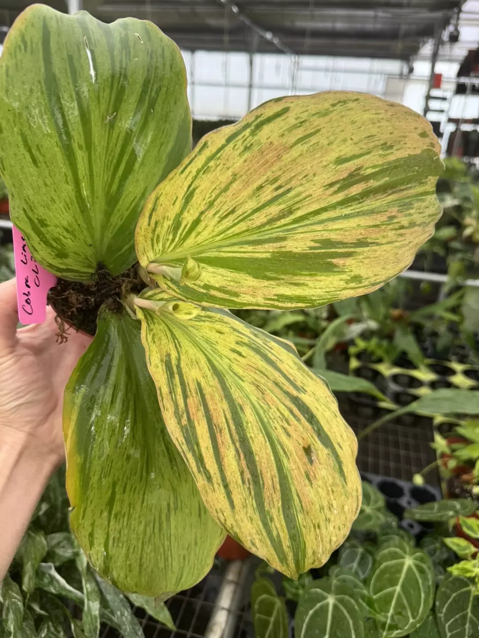 plant/Kaempferia cobra lime 4” pot growers choice-1