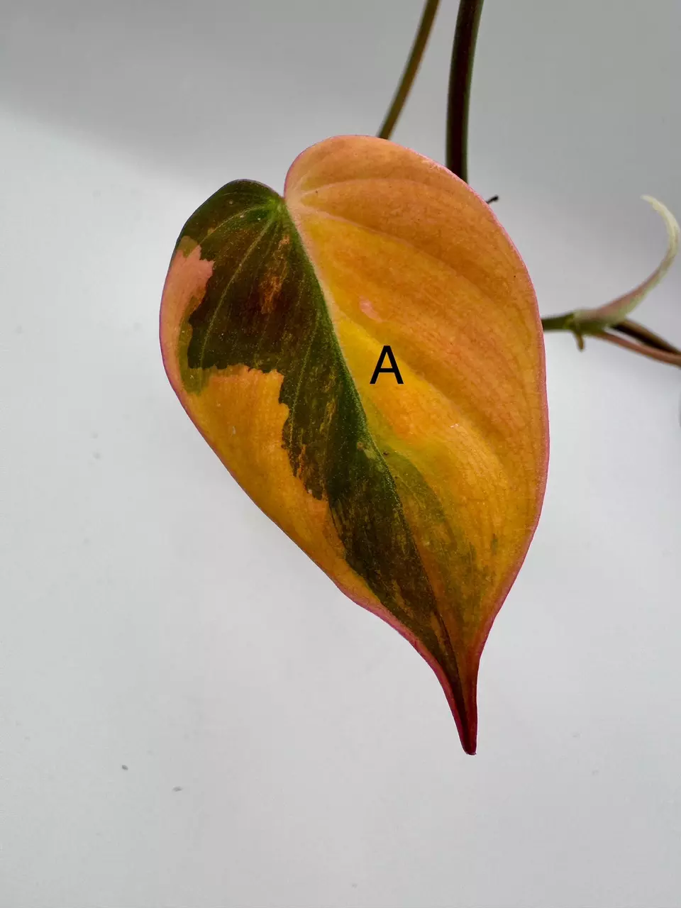 plant/Philodendron Micans Aurea Variegated Cuttings-1