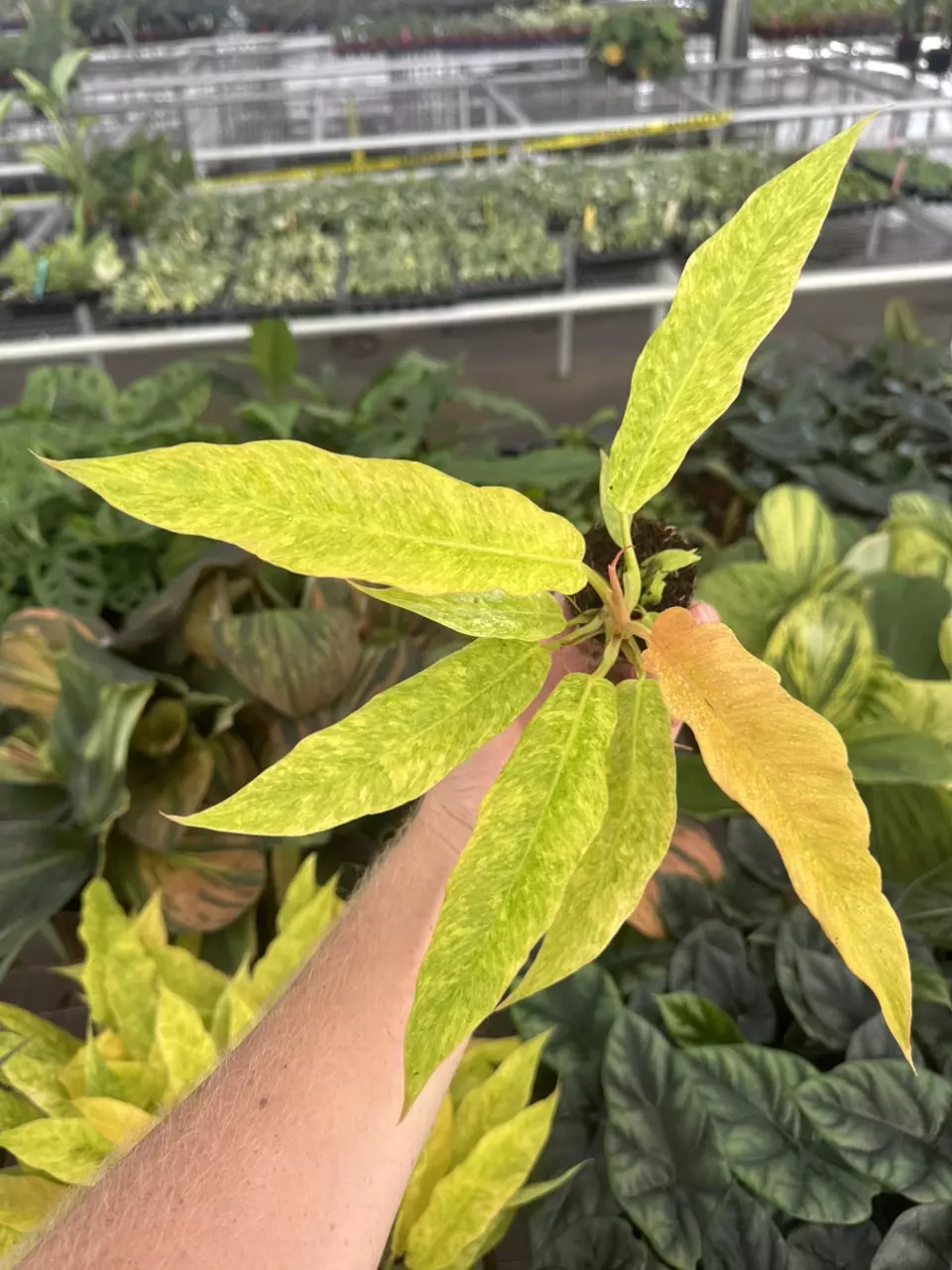 plant/Variegated philodendron golden serratum marble starter plant growers choice-1