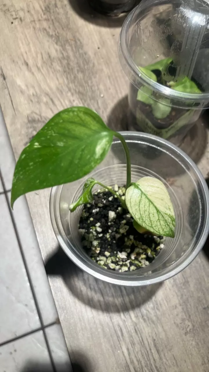 plant/Monstera Jungle mint noid-0