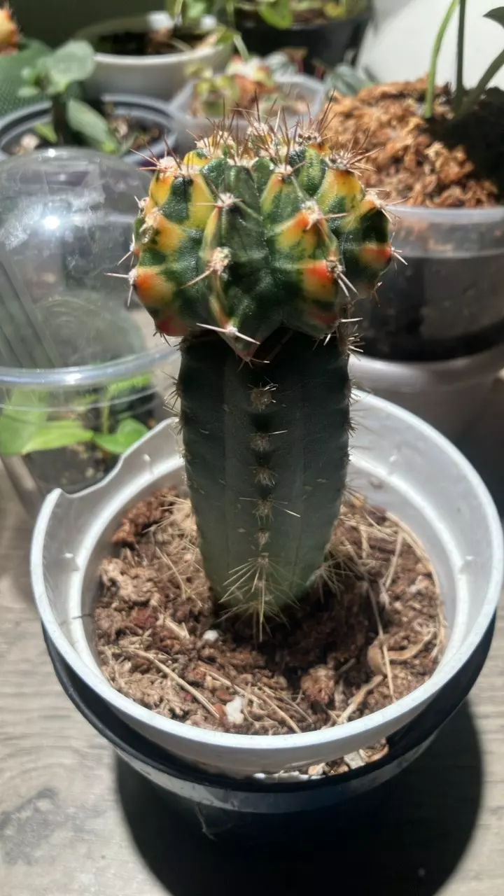 plant/Gymnocalycium mihanovichii on graft-1