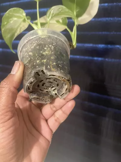 plant/Monstera Albo-3-thumbnail