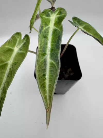 plant/Alocasia Bambino Aurea varigated  0485-3-thumbnail