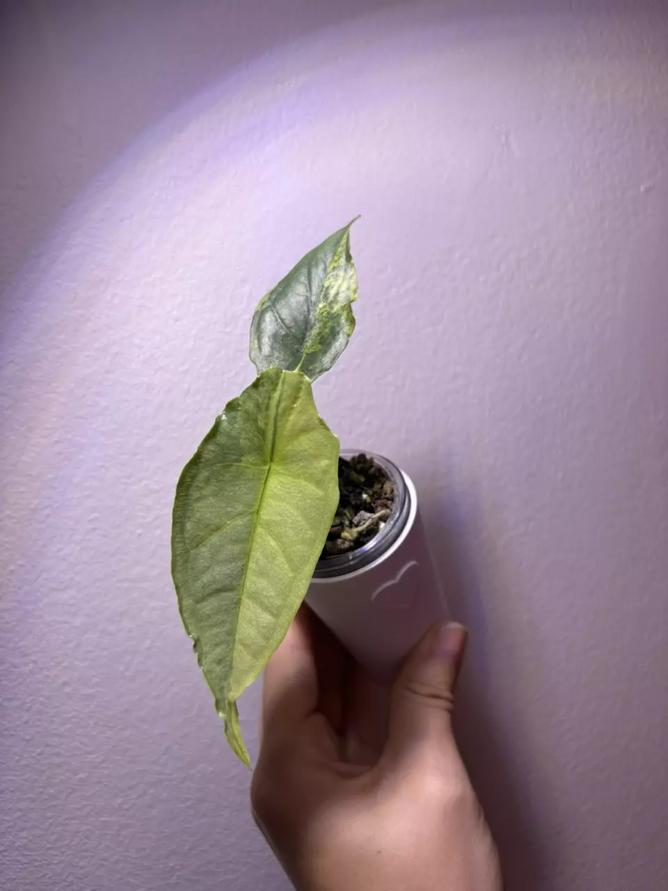 plant/✨Alocasia Dragons Breath Aurea ✨-1