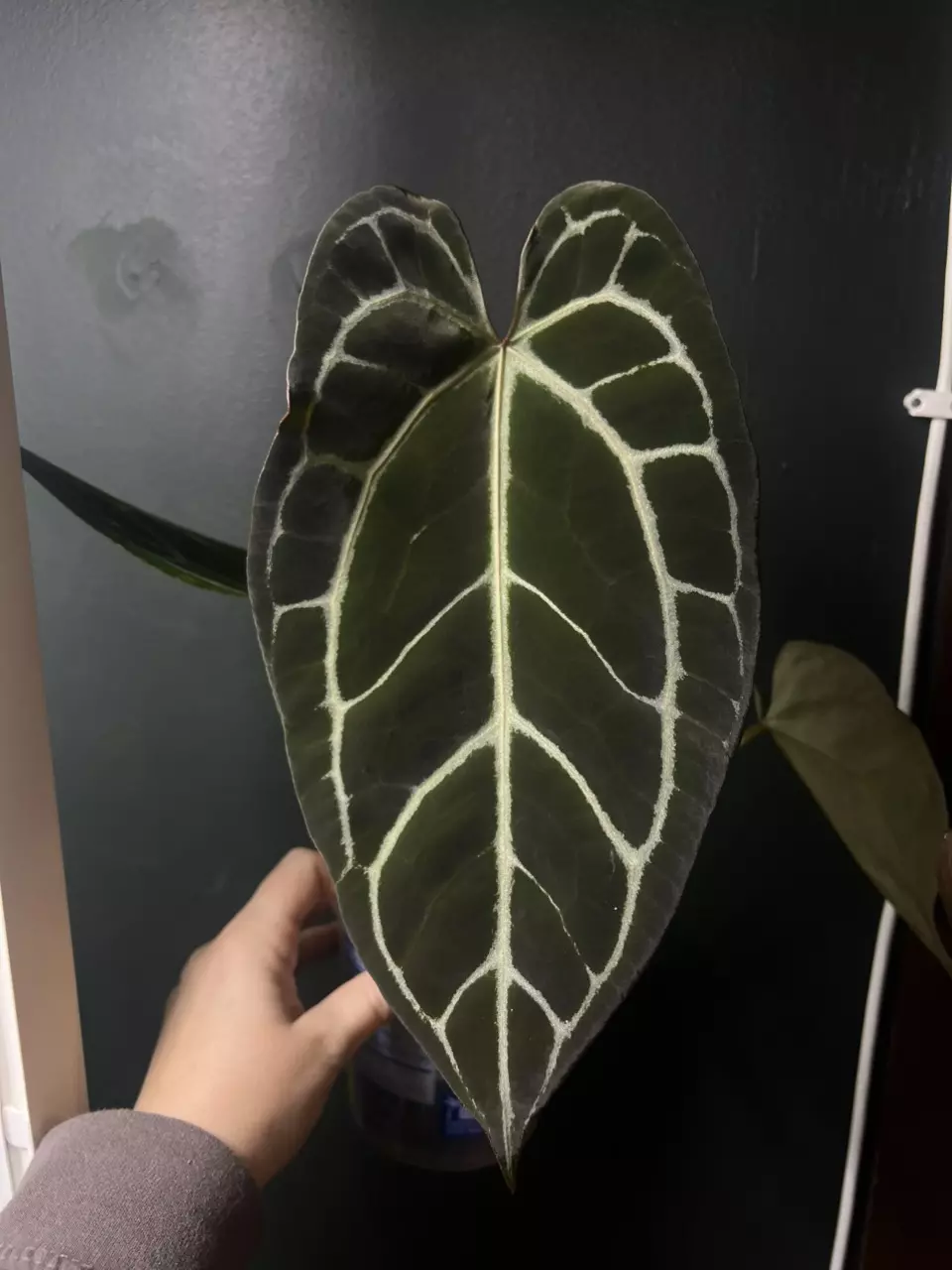 plant/Hold for Kaitlyn-0