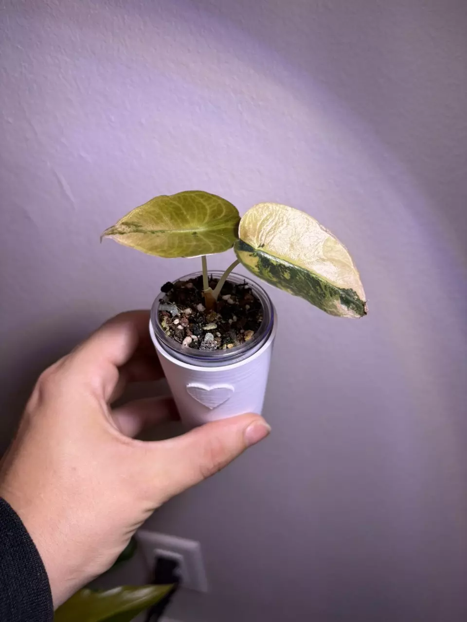 plant/✨Alocasia Sedenii Aurea/Latte✨-1