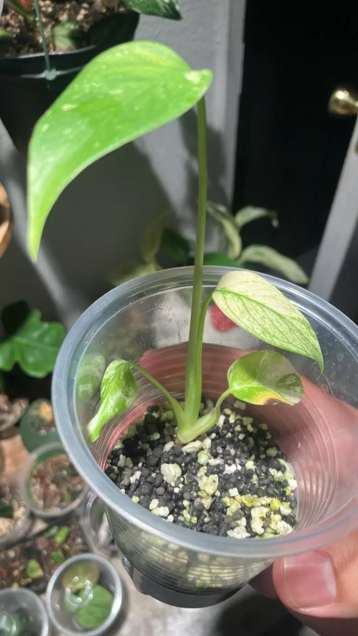 plant/Monstera Jungle mint noid-1