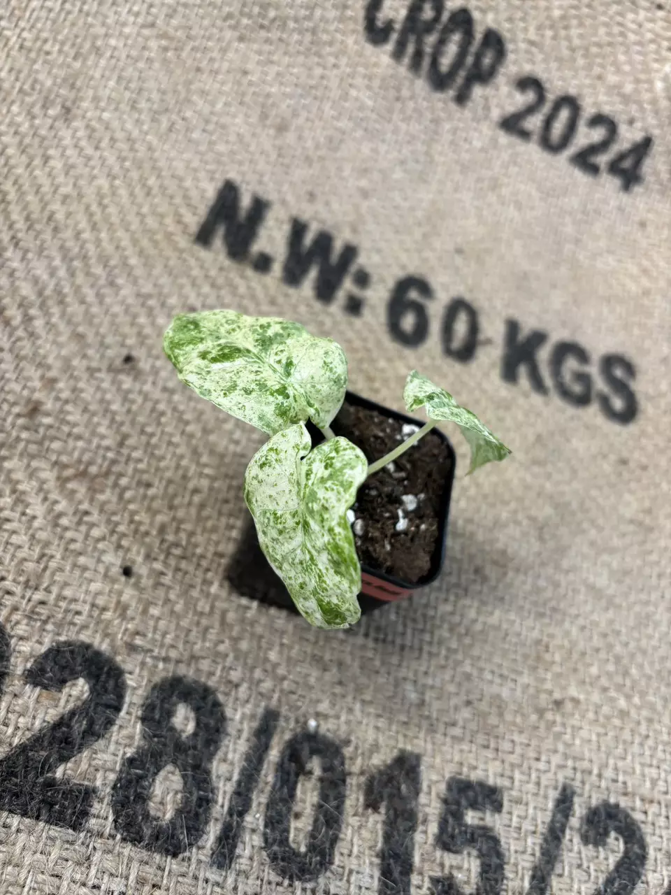 plant/Alocasia Odora Batik-3