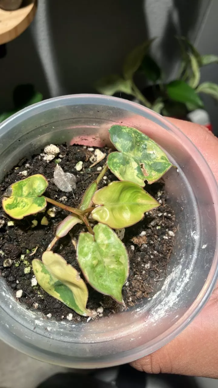 plant/Philodendron billietae variegated-0