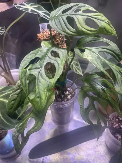 plant/Monstera Adansonii Mint-1-thumbnail