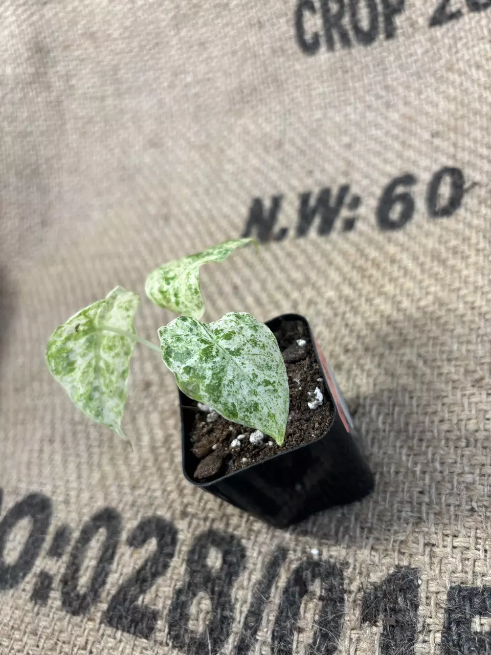 plant/Alocasia Odora Batik-0