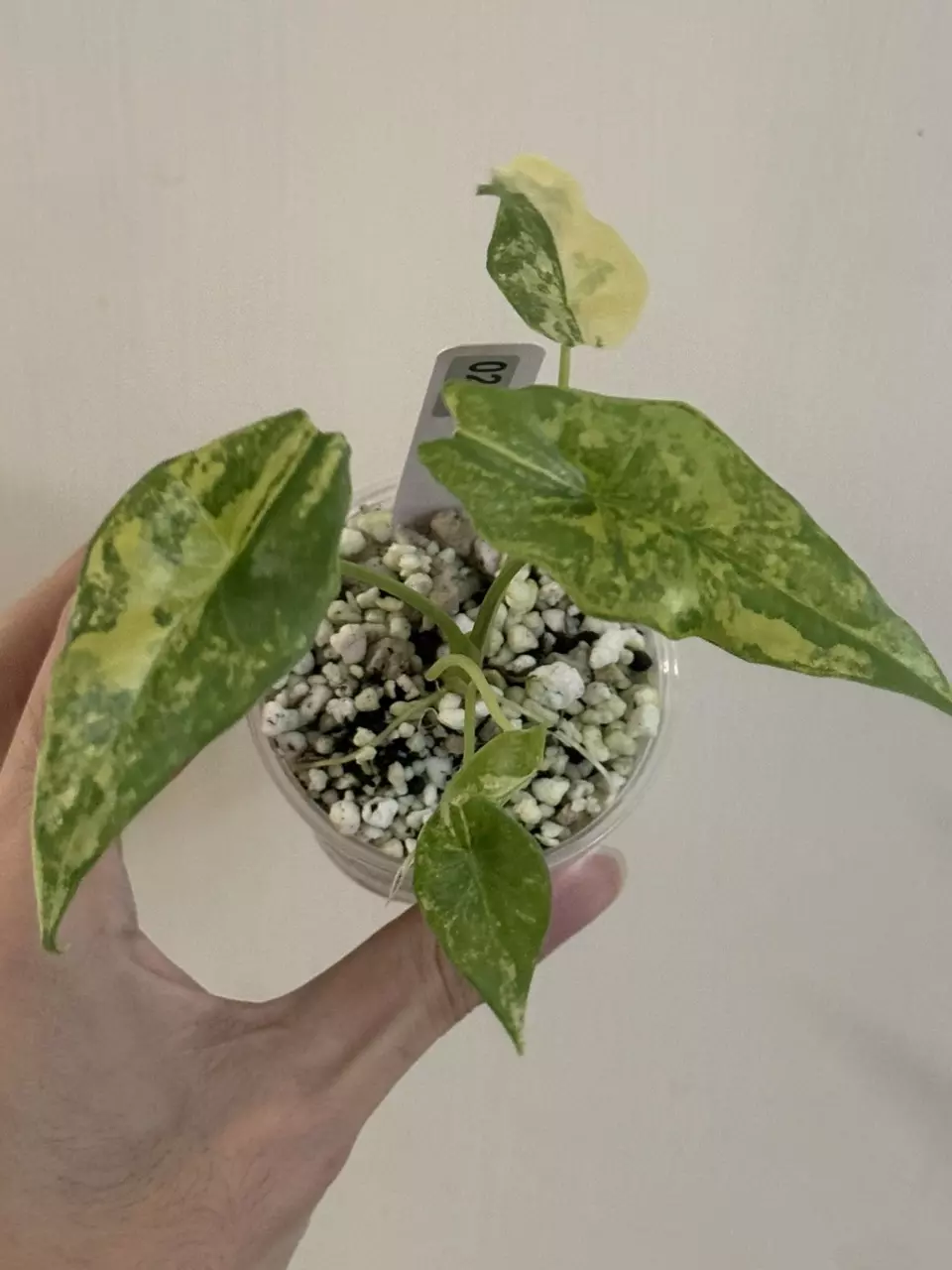 plant/Alocasia Simpo aurea var #237-1