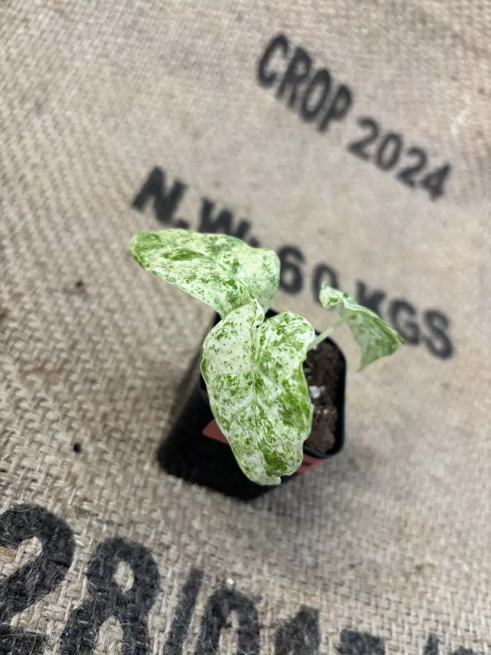 plant/Alocasia Odora Batik-1