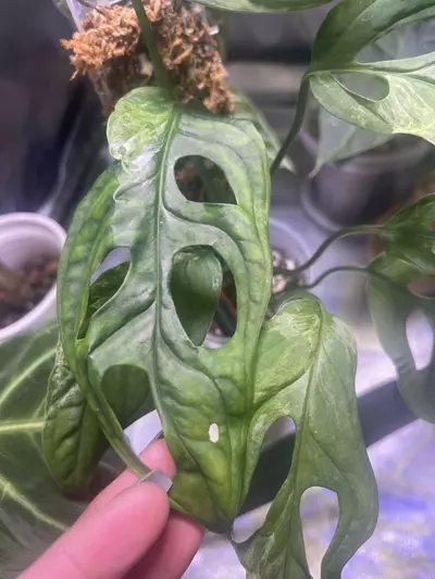 plant/Monstera Adansonii Mint-2-thumbnail