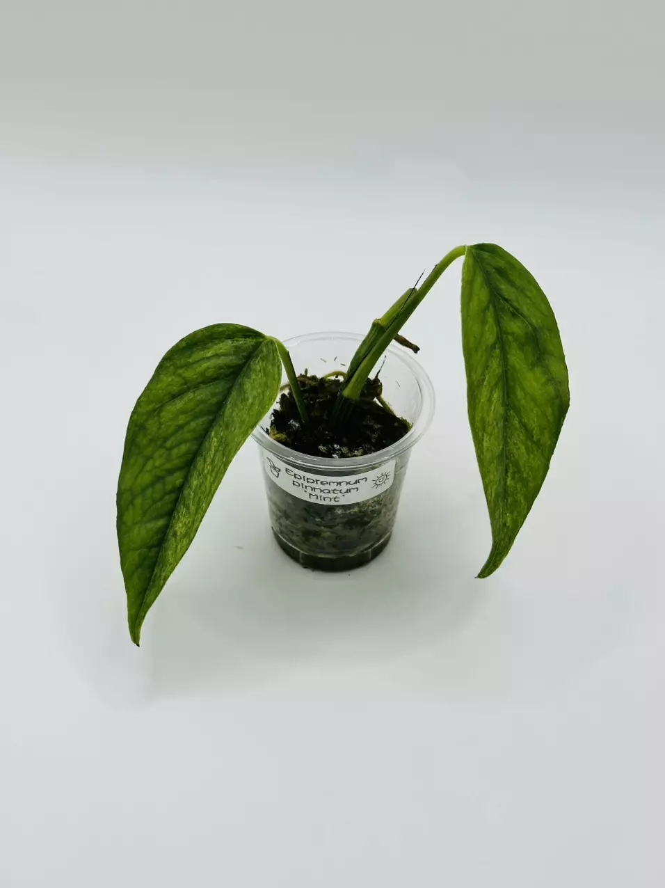 plant/Epipremnum pinnatum ‘Mint’ — buttcut-0