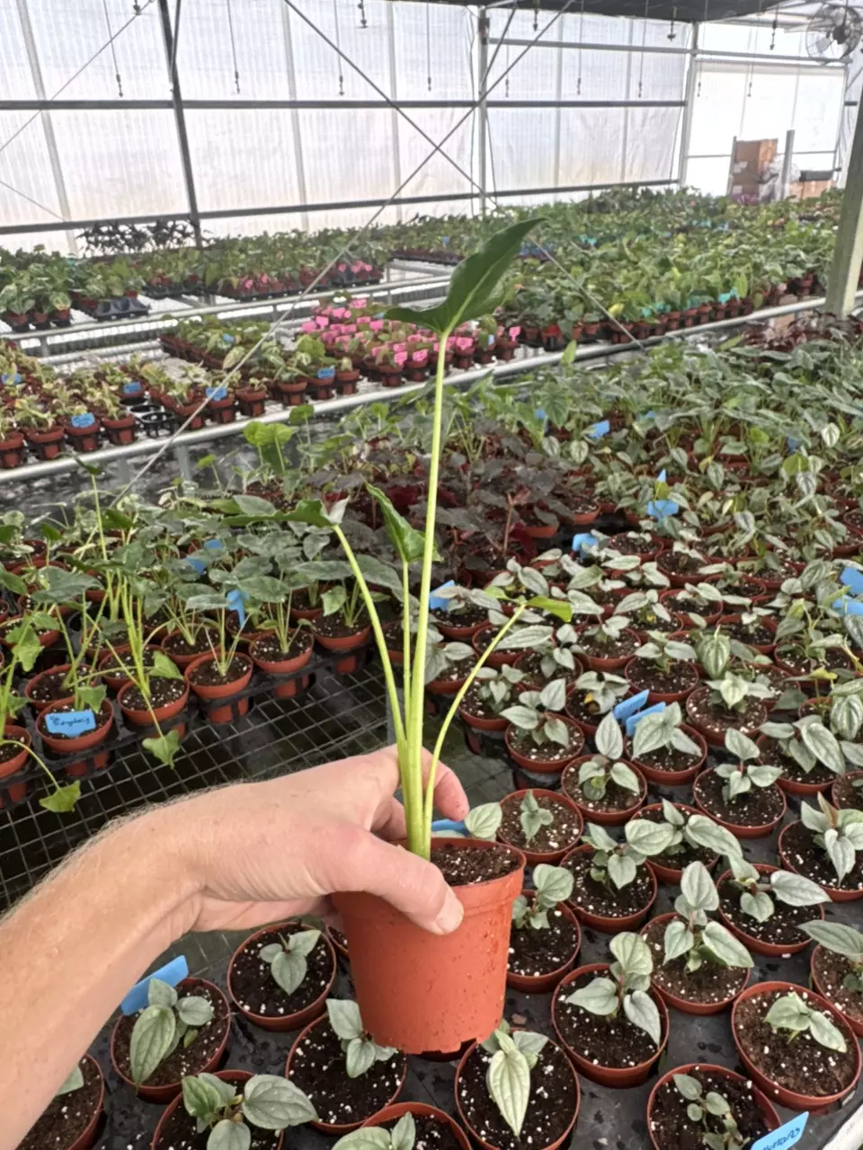 plant/Alocasia shock treatment 4” pot growers choice-6