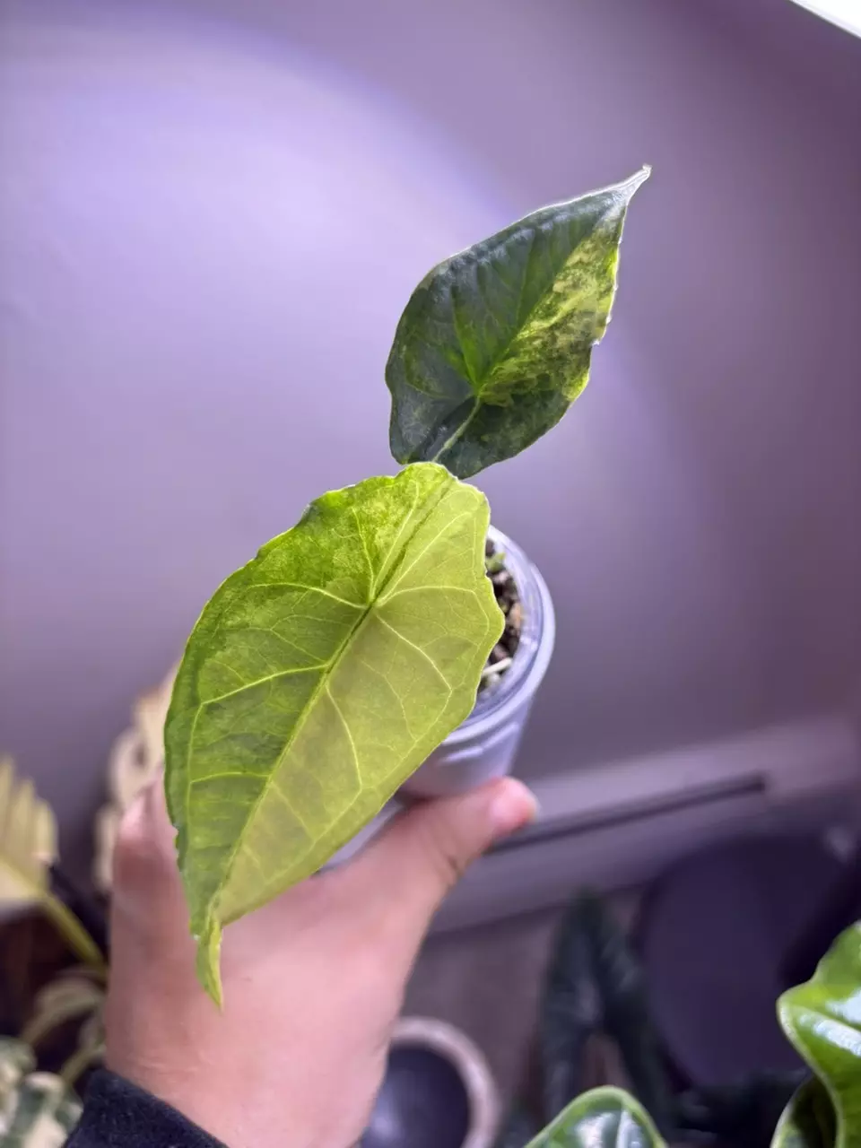 plant/✨Alocasia Dragons Breath Aurea ✨-3