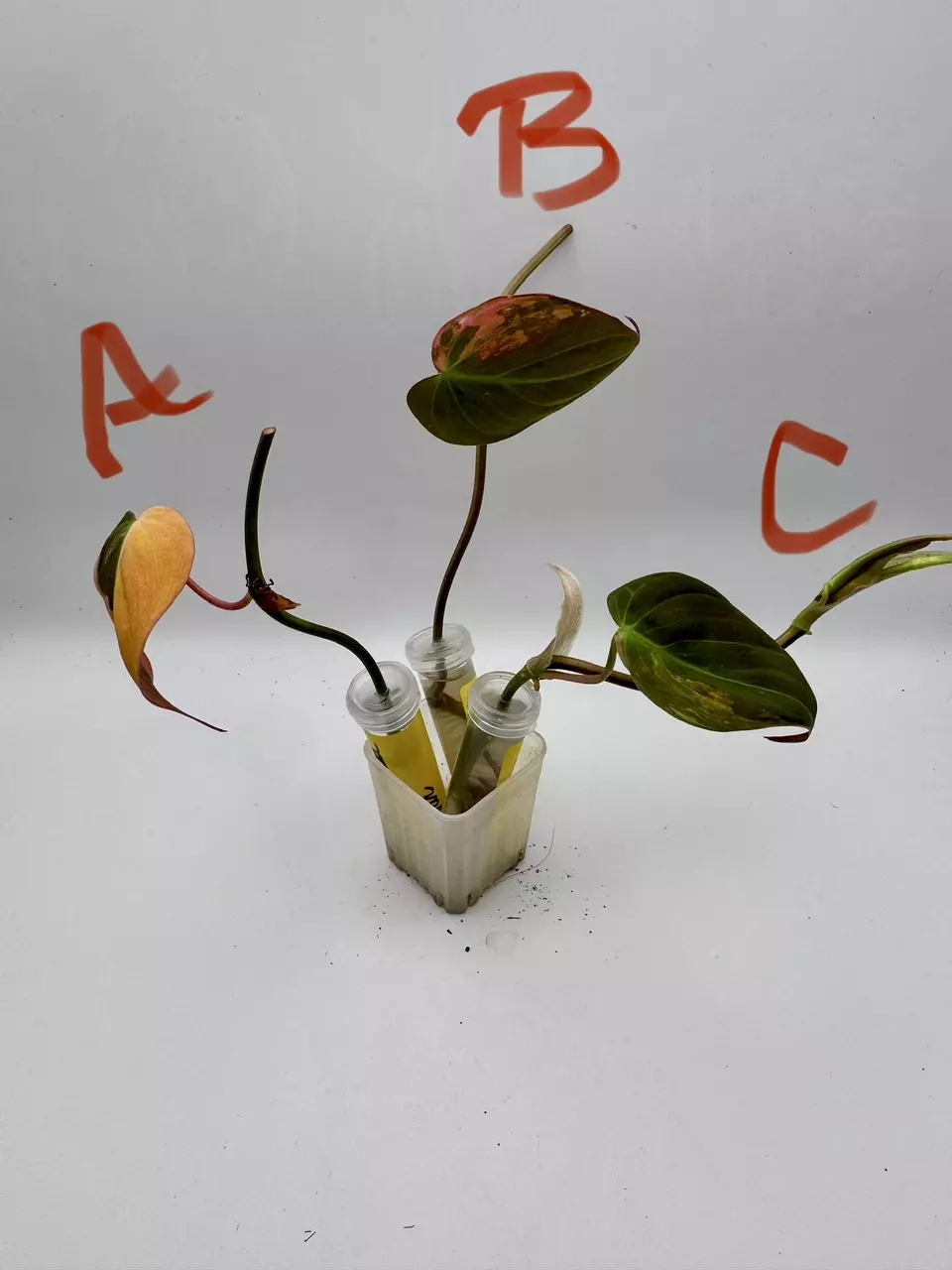 plant/Philodendron Micans Aurea Variegated Cuttings-0