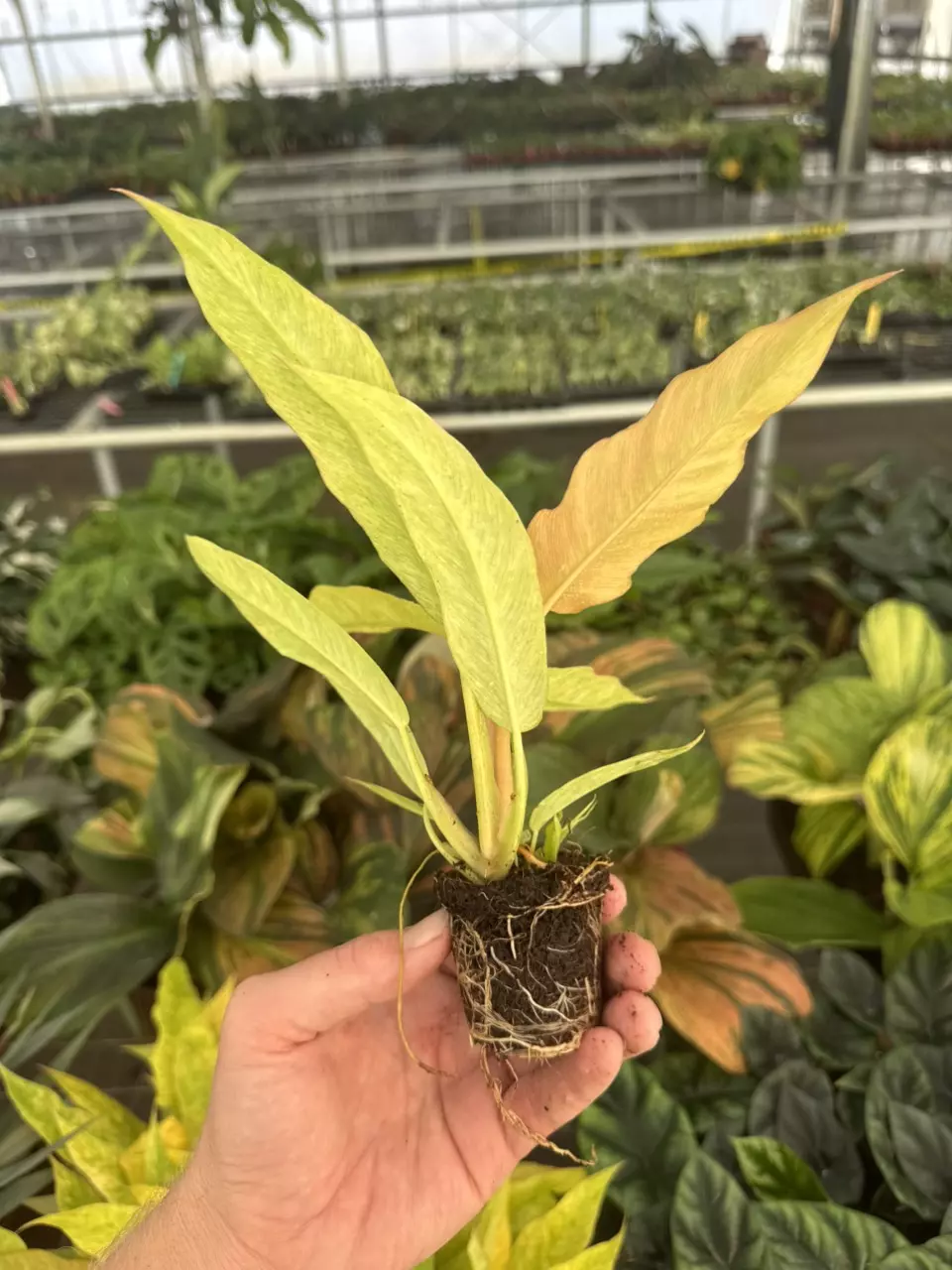 plant/Variegated philodendron golden serratum marble starter plant growers choice-6