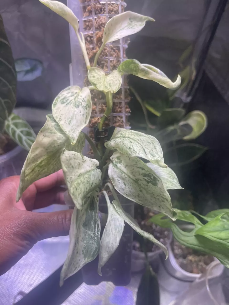 plant/Scindapsus Jade Satin Marble-1