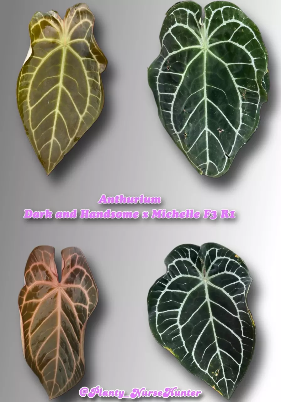 plant/Dark and Handsome x Michelle F3R1-5